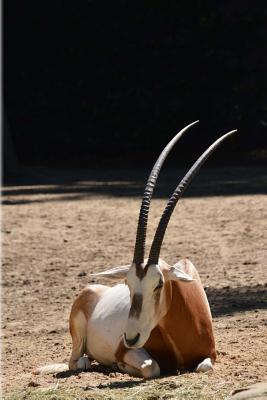 Full Download Scimitar Oryx, for the Love of Animals: Blank 150 Page Lined Journal for Your Thoughts, Ideas, and Inspiration -  file in PDF