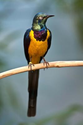 Download Golden-Breasted Starling Journal: 150 Page Lined Notebook/Diary -  file in PDF