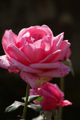 Read Online Pink Rose in the Garden Journal: 150 Page Lined Notebook/Diary -  file in PDF