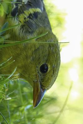 Full Download Baltimore Oriole in the Grass: Blank 150 Page Lined Journal for Your Thoughts, Ideas, and Inspiration -  | ePub