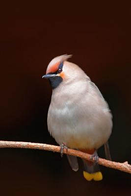 Read Waxwing (Bombycilla Gamulus) Bird Journal: 150 Page Lined Notebook/Diary - file in PDF