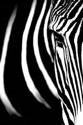 Full Download An Imperial Zebra Close-Up Portrait Journal: 150 Page Lined Notebook/Diary -  | ePub