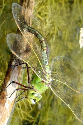 Download Anax Imperator Female Dragonfly Laying Eggs: Blank 150 Page Lined Journal for Your Thoughts, Ideas, and Inspiration -  file in PDF