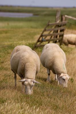 Read Online Sheep Grazing in a Field Animal Journal: 150 Page Lined Notebook/Diary -  | PDF