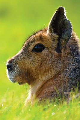 Read Short-Eared Hare Notebook: Blank Journal Diary Log -  | PDF