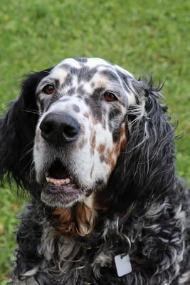 Read The English Setter Dog Journal: 150 Page Lined Notebook/Diary -  | ePub