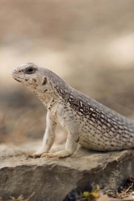 Full Download Desert Iguana Checking Things Out in Mexico Lizard Journal: 150 Page Lined Notebook/Diary -  file in ePub